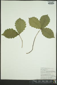 Quercus montana image