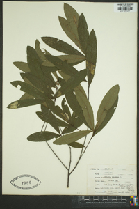 Quercus phellos image