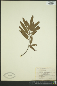 Quercus phellos image