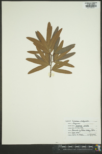 Quercus phellos image