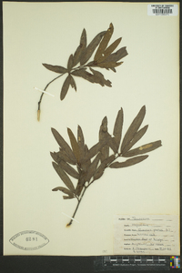 Quercus phellos image