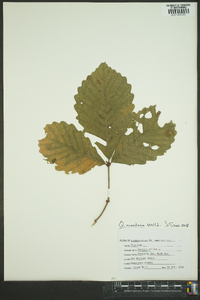 Quercus montana image