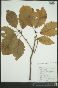 Quercus montana image