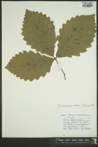 Quercus montana image