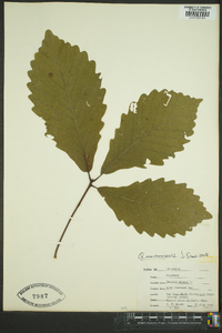 Quercus montana image