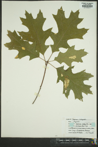 Quercus rubra var. borealis image