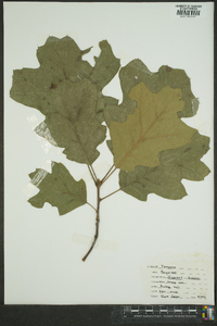 Quercus bicolor image