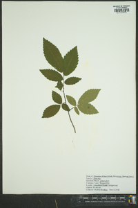 Ulmus alata image