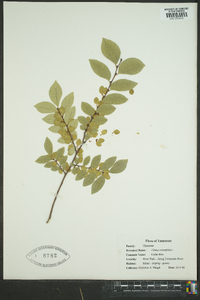 Ulmus crassifolia image