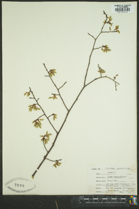 Ulmus alata image