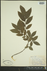 Ulmus alata image