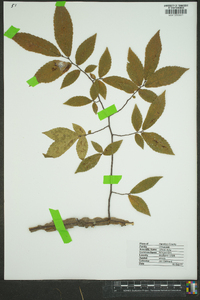 Ulmus alata image