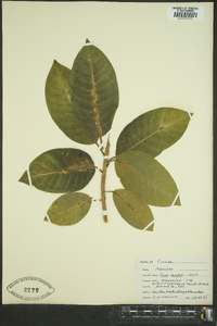 Ficus aurea image