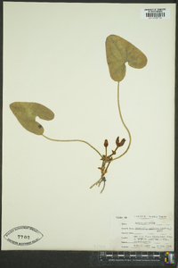 Hexastylis arifolia image