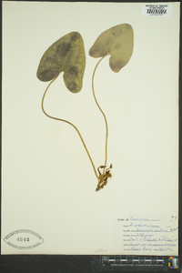 Hexastylis arifolia image