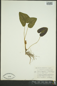 Hexastylis arifolia image