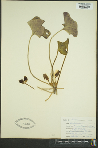 Hexastylis arifolia image