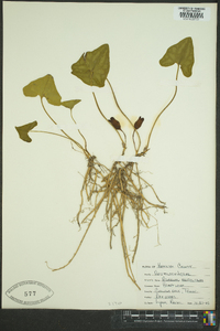 Hexastylis arifolia image