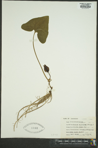 Hexastylis arifolia image