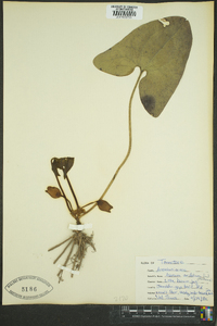 Hexastylis arifolia image