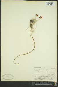 Eriogonum ovalifolium image