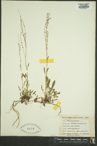 Rumex hastatulus image