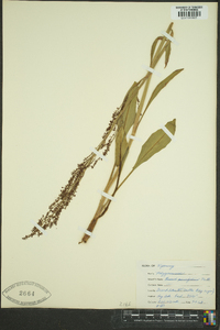 Rumex paucifolius image