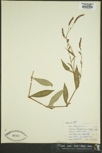 Polygonum setaceum image