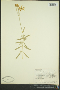 Cerastium arvense image