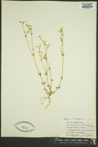 Cerastium fontanum subsp. vulgare image