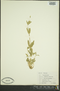 Cerastium nutans image