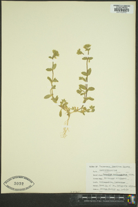 Cerastium semidecandrum image