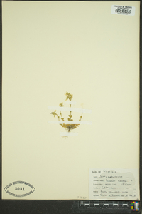 Cerastium viscosum image