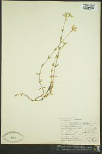 Cerastium fontanum subsp. vulgare image