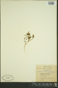 Aizoon hispanicum image