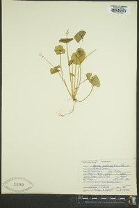 Claytonia perfoliata image