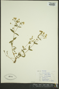 Stellaria pubera image