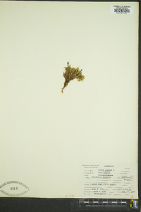 Silene acaulis image