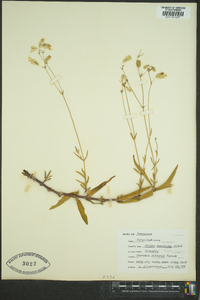 Silene vulgaris image