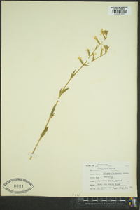 Silene dichotoma image