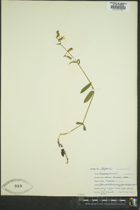 Silene lemmonii image