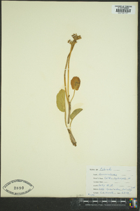 Caltha leptosepala image