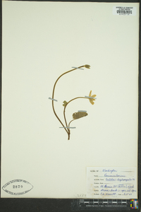 Caltha leptosepala image