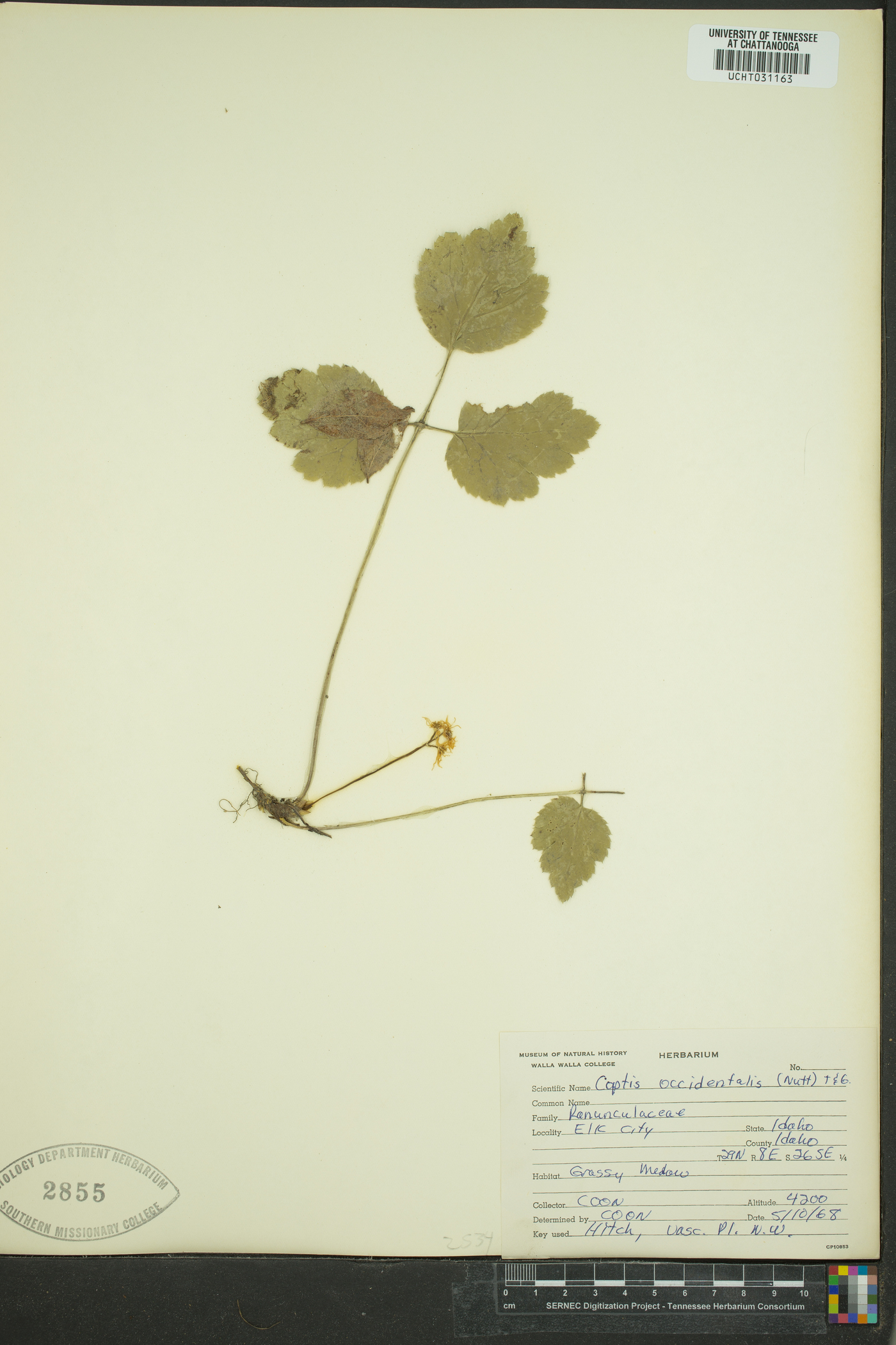 Coptis occidentalis image