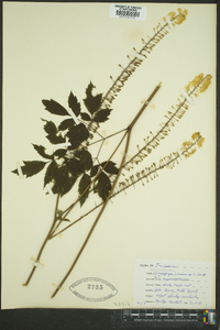 Actaea racemosa image