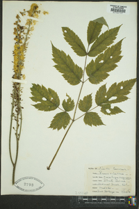 Actaea racemosa image