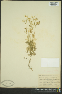 Delphinium exaltatum image