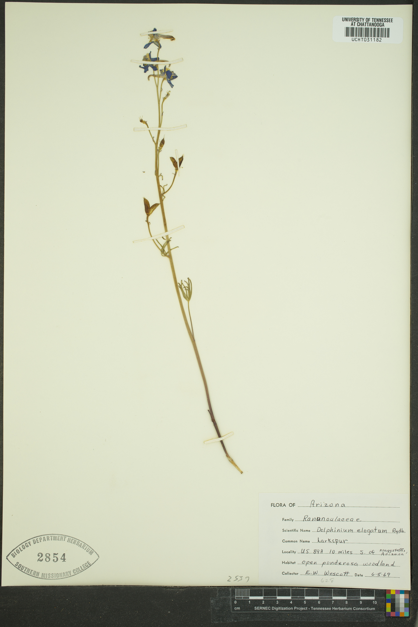 Delphinium elongatum image