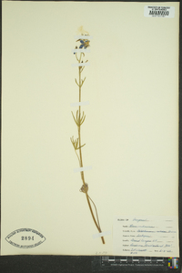 Delphinium nuttallianum image