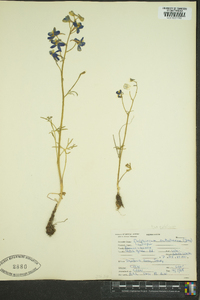 Delphinium nuttallianum image